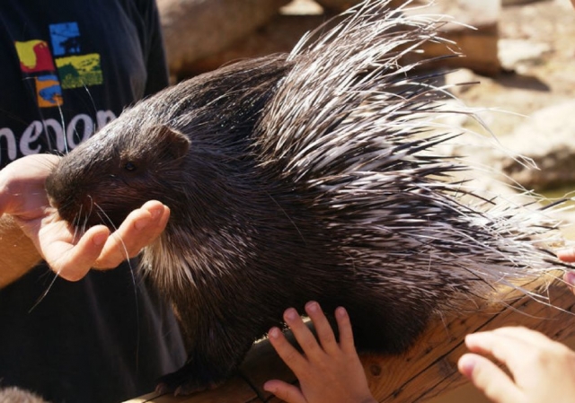 Podras tocar los animales